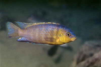 Tropheops sp. 'orange chest' Mazinzi Reef